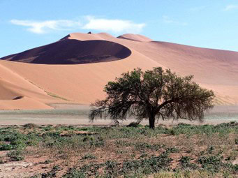 Ein einzelner Baum vor hohen Sanddünen in der Wüste, darunter karger Boden und blauer Himmel.